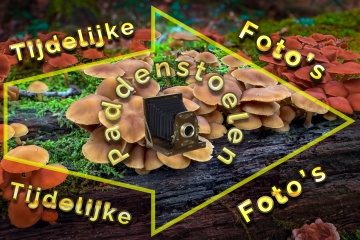 Paddenstoelen-website